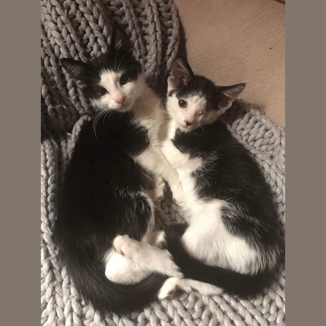 Photo of Winx & Icarus