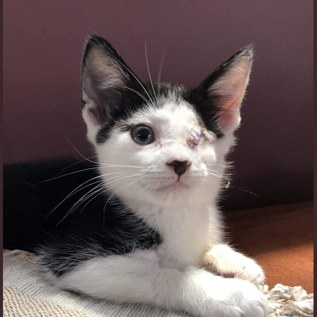 Photo of Winx & Icarus