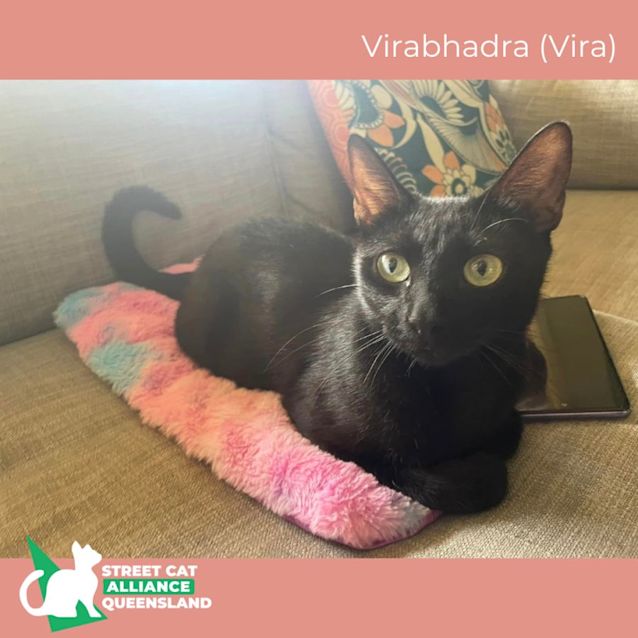 Photo of Virabhadra (Vira)