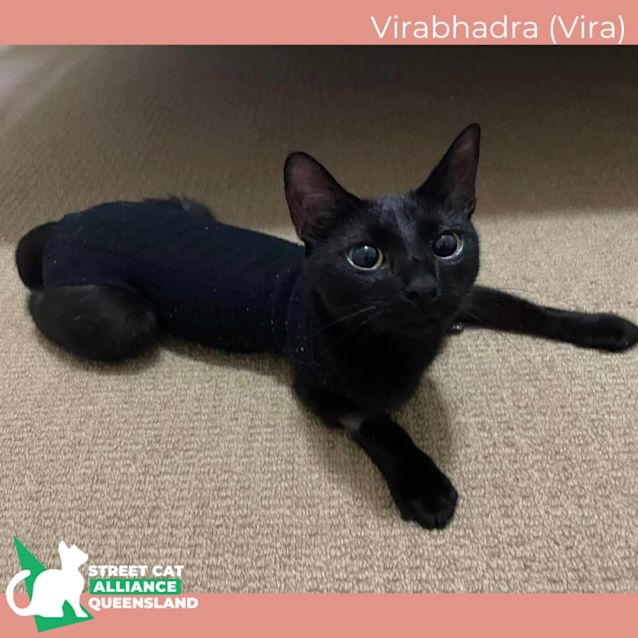 Photo of Virabhadra (Vira)