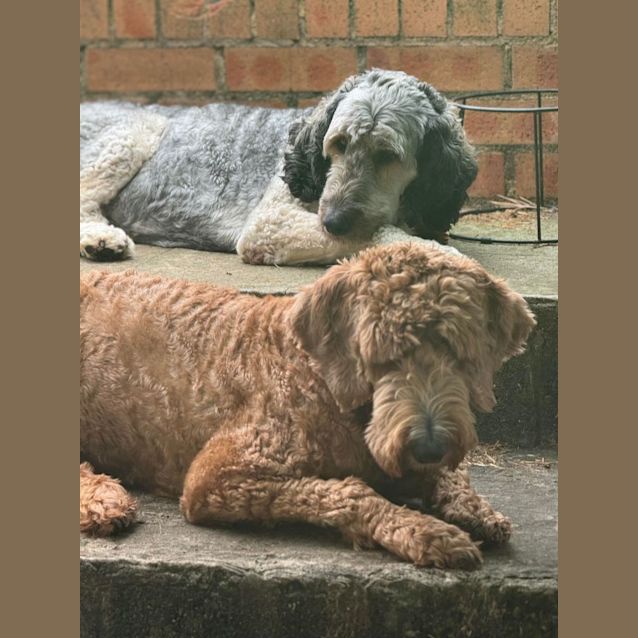 Photo of 💙 Sammy 💙