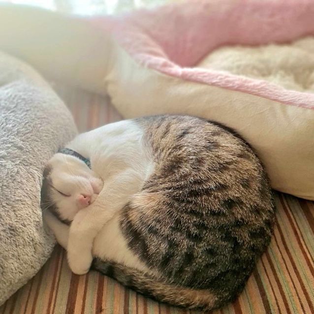 Photo of Tic Tac   Meet Me At Nelly's Ark In Fairfield