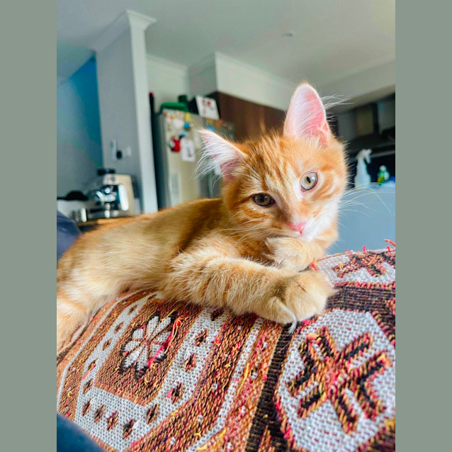 Photo of Biscuit Maker Jericho