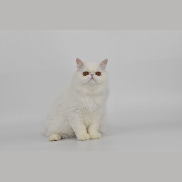 Photo of Sampson And Merlin   Dual Adoption