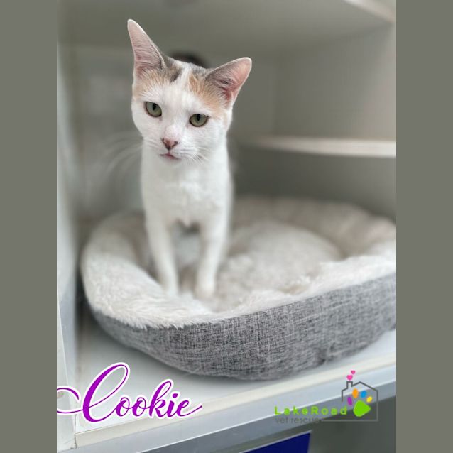 Photo of Cookie