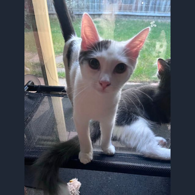 Photo of Rory Meet Me At Petstock Chelsea Store