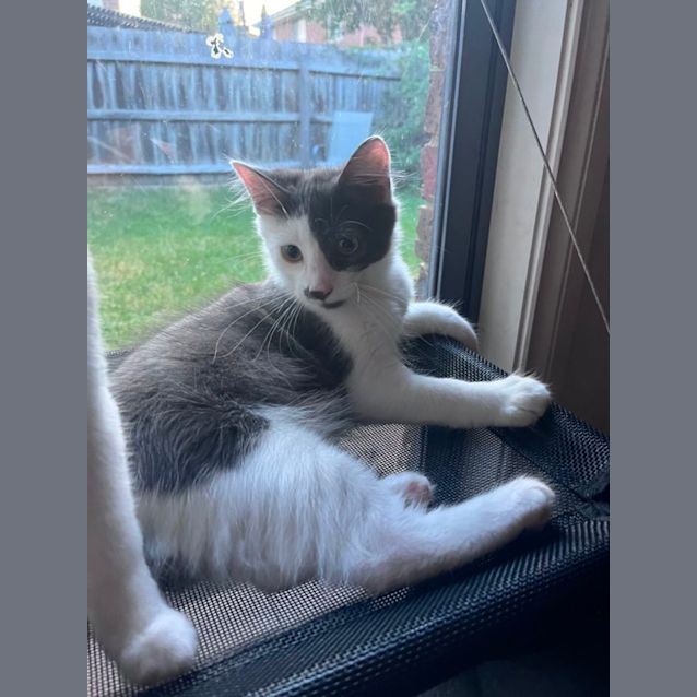 Photo of Smokey Meet Me @Petstock Chelsea Store