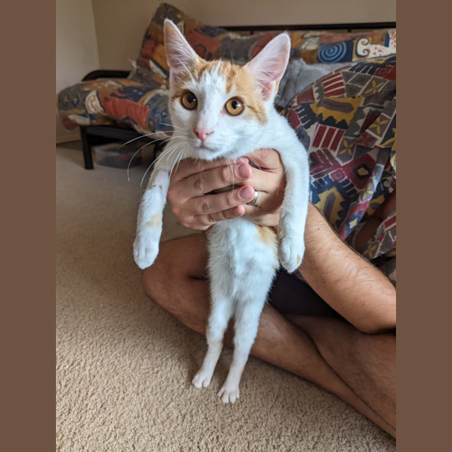 Photo of Apollo