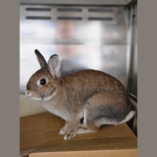 Photo of Roger Rabbit