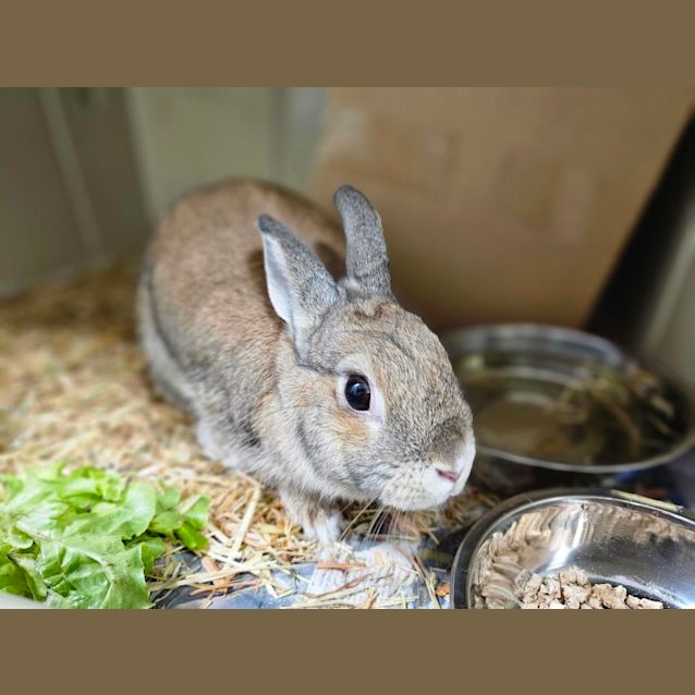 Photo of Roger Rabbit