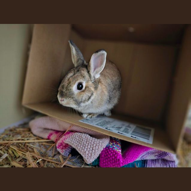 Photo of Roger Rabbit
