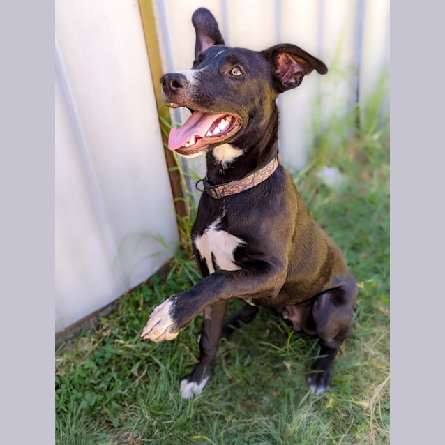 Photo of Phantom