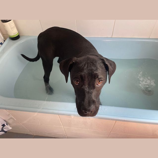 Photo of Nala