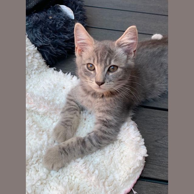 Photo of Memphis 🧡🧡🧡🐾