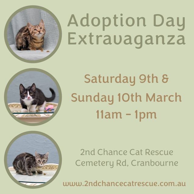 Photo of Miss Houdini **2nd Chance Cat Rescue**