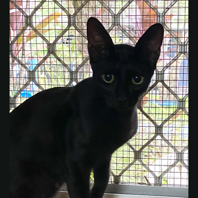 Photo of Noir