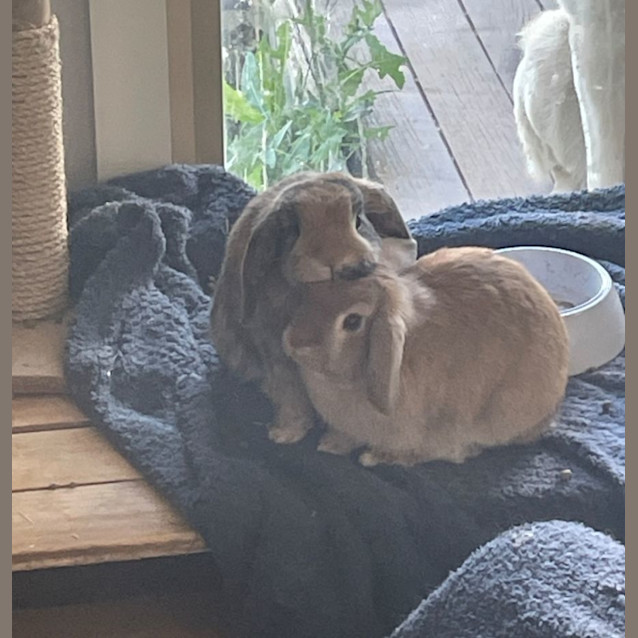 Photo of Roxanne, Remi, & Rain