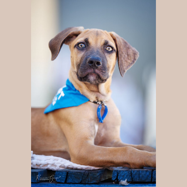 Photo of Koda