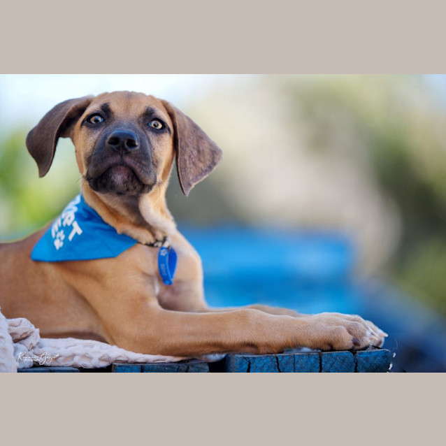 Photo of Koda