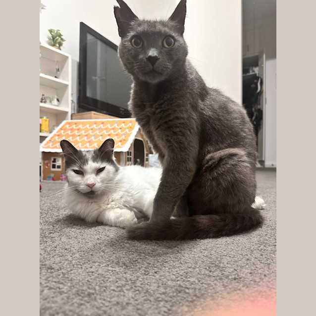 Photo of Jaguar And Ralph 