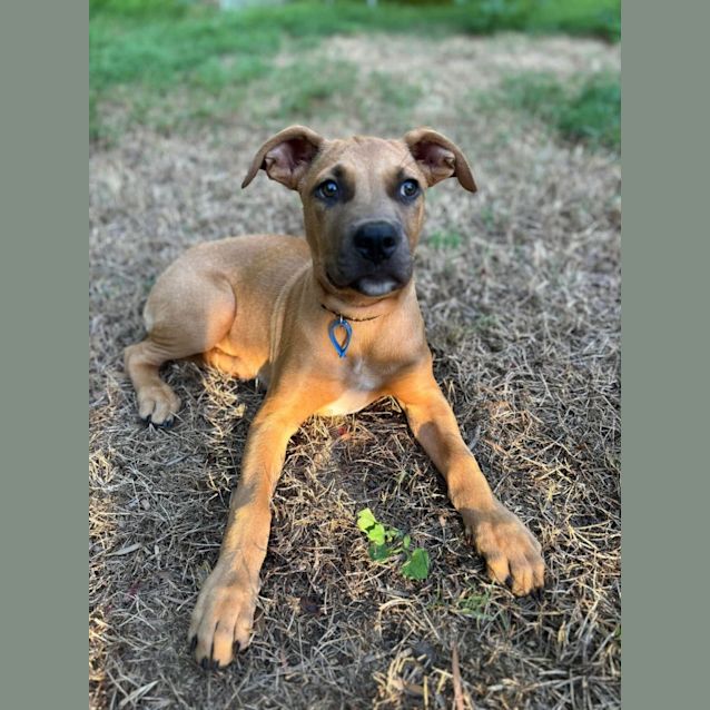 Photo of Nugget