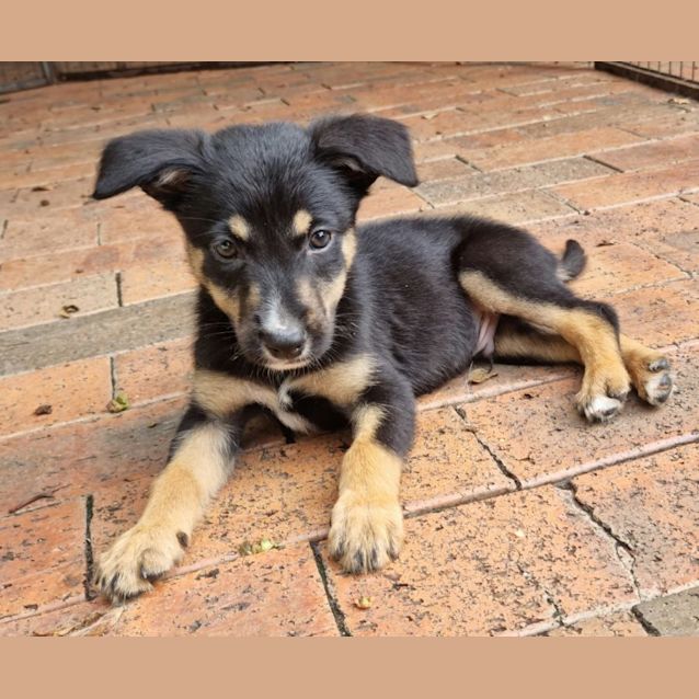 Photo of Speedy Gonzales