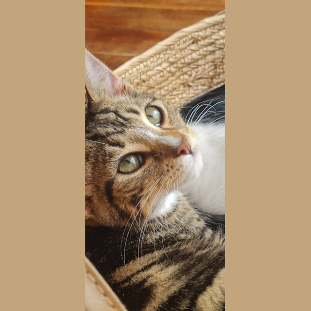 Photo of Theodore & Jinx