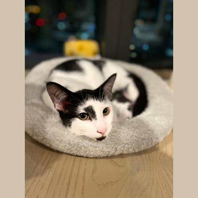 Photo of Patches