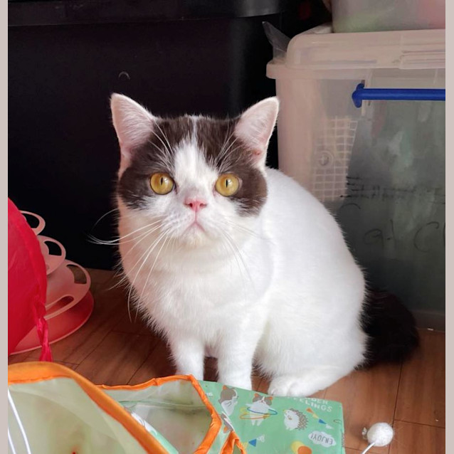 Photo of 🍫Henry🍫