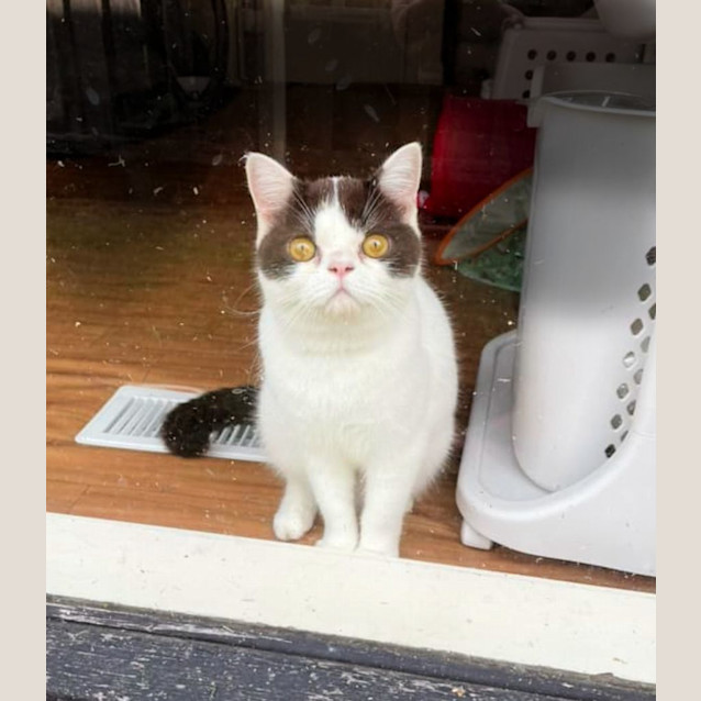 Photo of 🍫Henry🍫