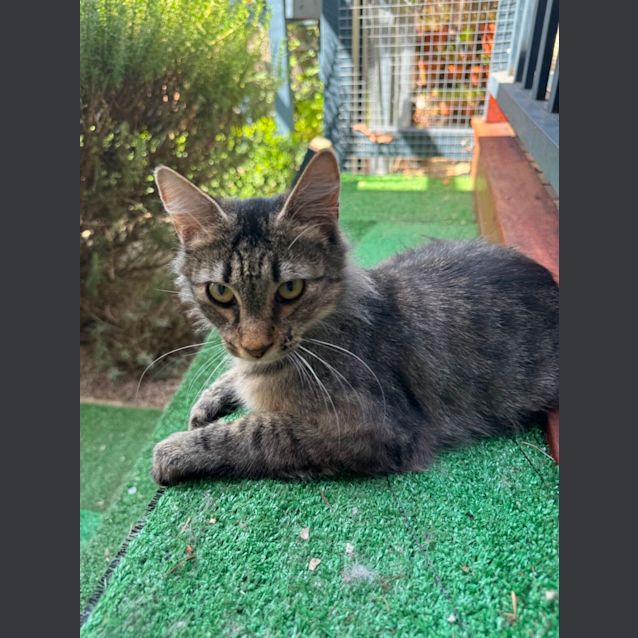 Photo of Whiskers