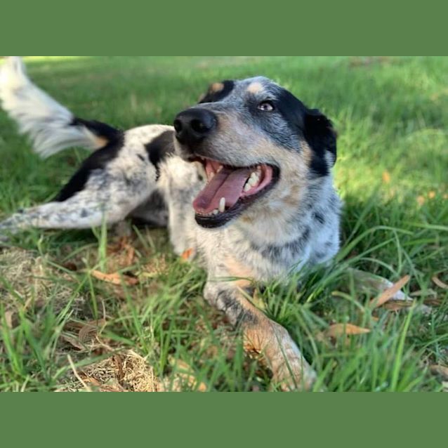 Photo of 🍟 Chip C04837 🍟