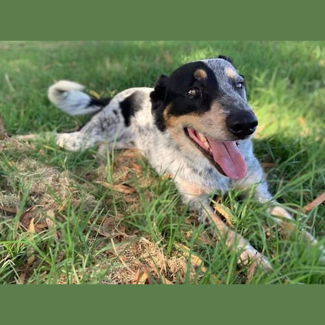 Photo of 🍟 Chip C04837 🍟