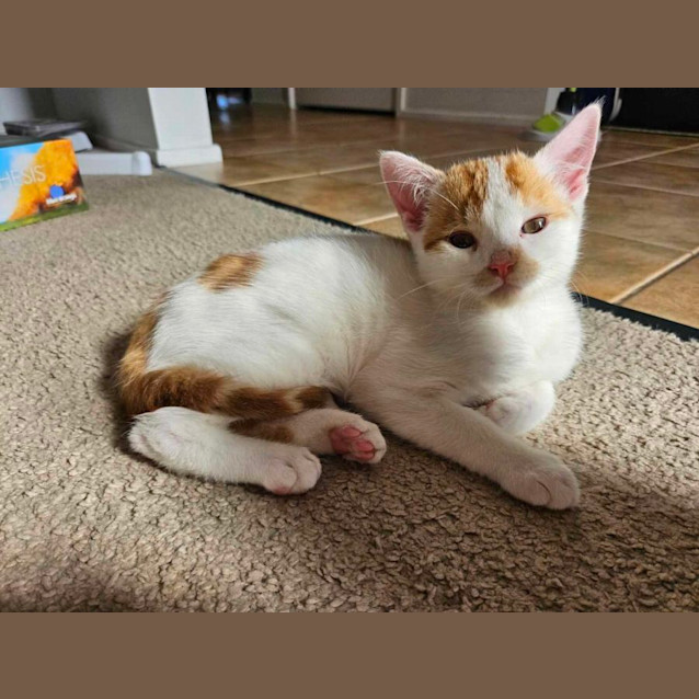 Photo of Peanut   Located In Narre Warren South