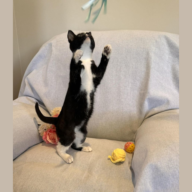 Photo of Maya *Reduced Adoption Fee*