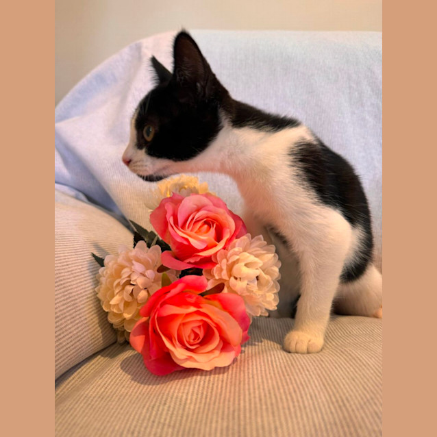 Photo of Mindy *Reduced Adoption Fee*