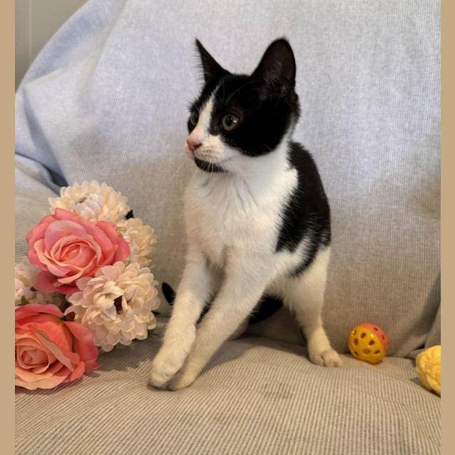 Photo of Mindy *Reduced Adoption Fee*