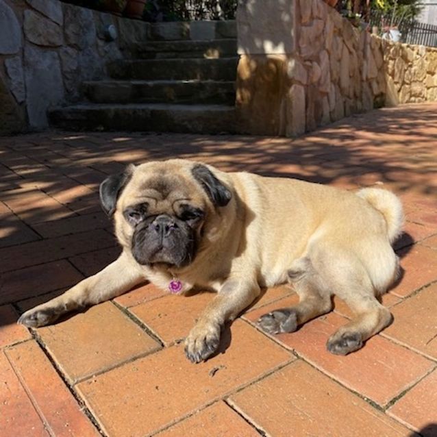 Photo of Cheerful Charlie