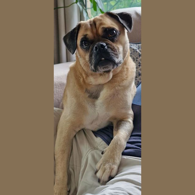 Photo of Super Sweet Melo