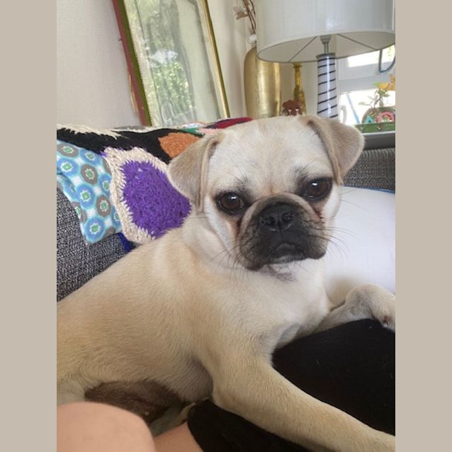 Photo of Rosie The Chug