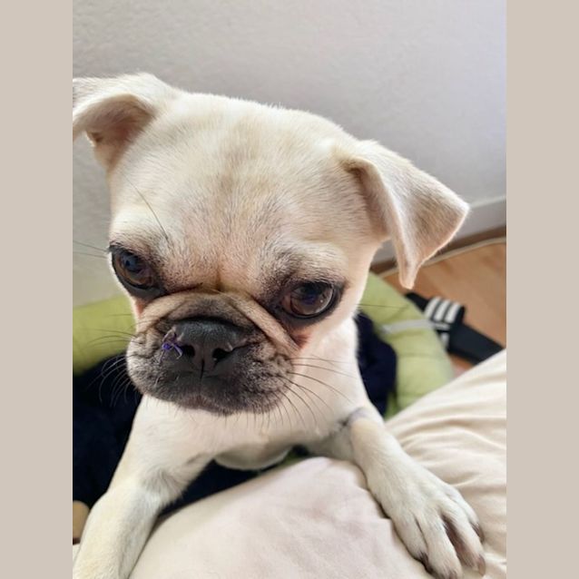 Photo of Rosie The Chug