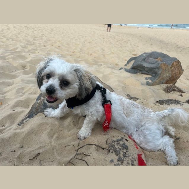 Photo of Bam Bam   2 Year Old Shih Tzu (Trial)