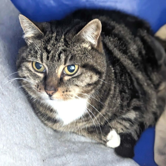 Photo of Stella