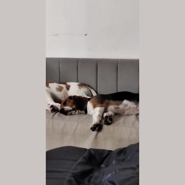 Photo of Doug   6 Month Old Beaglier (Trial)