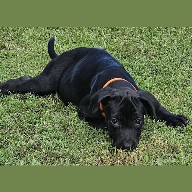 Photo of Chai