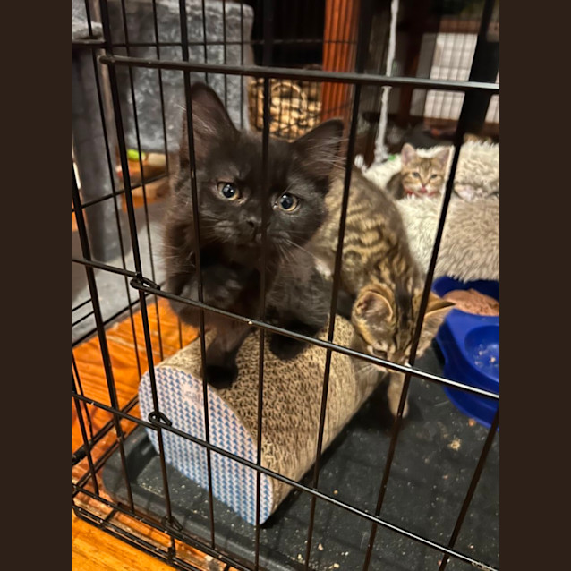 Photo of Harley Quinn