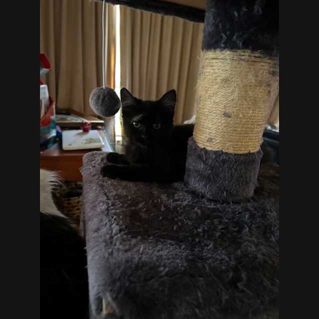 Photo of Harley Quinn