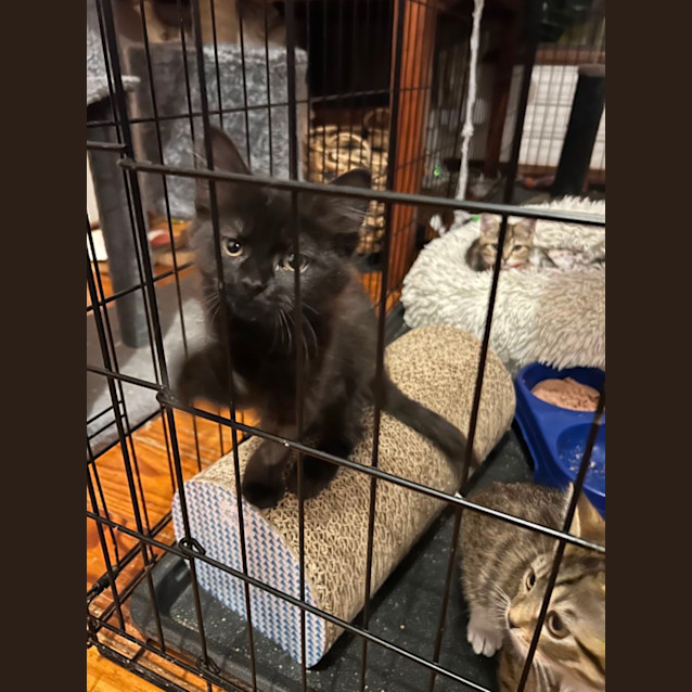 Photo of Harley Quinn