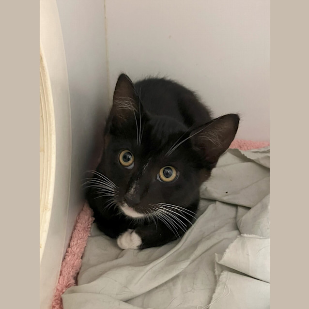 Photo of Cheddar