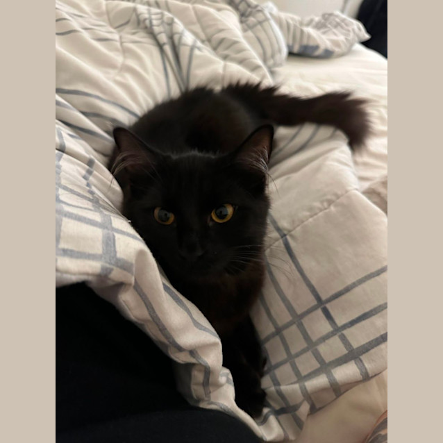 Photo of 🖤 Fluffy 🖤